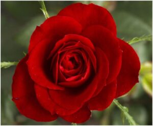 Long Stem Roses