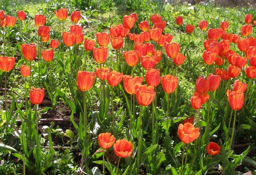 Fresh Tulip Delivery