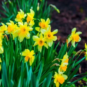 Daffodil Flowers