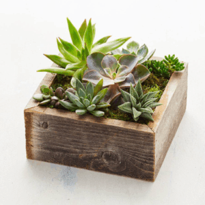 Succulent Delivery